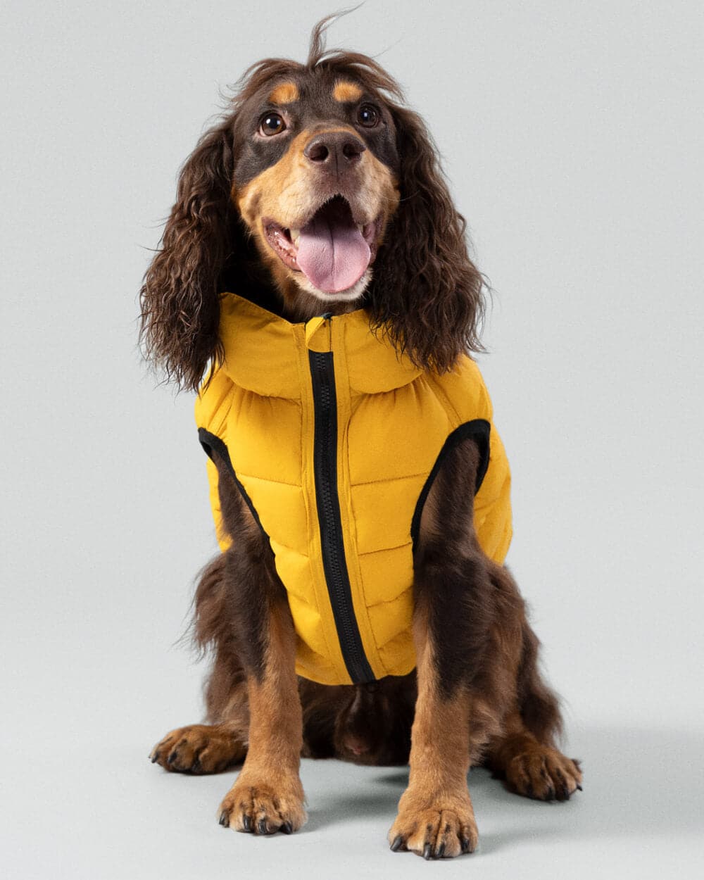 Reversible Dog Puffer Jacket - Forest Green & Gold